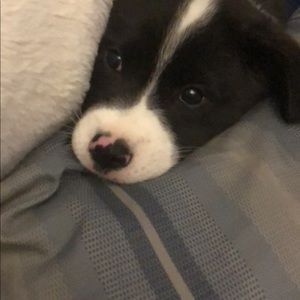 Meet your Posher, Nicholas